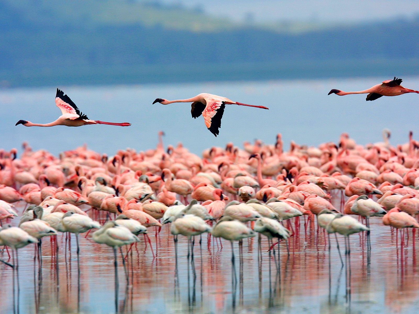 Day 4 –Lake Nakuru – Nairobi