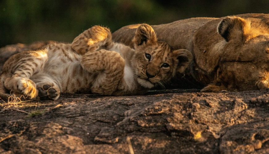 Samburu National Reserve Tour