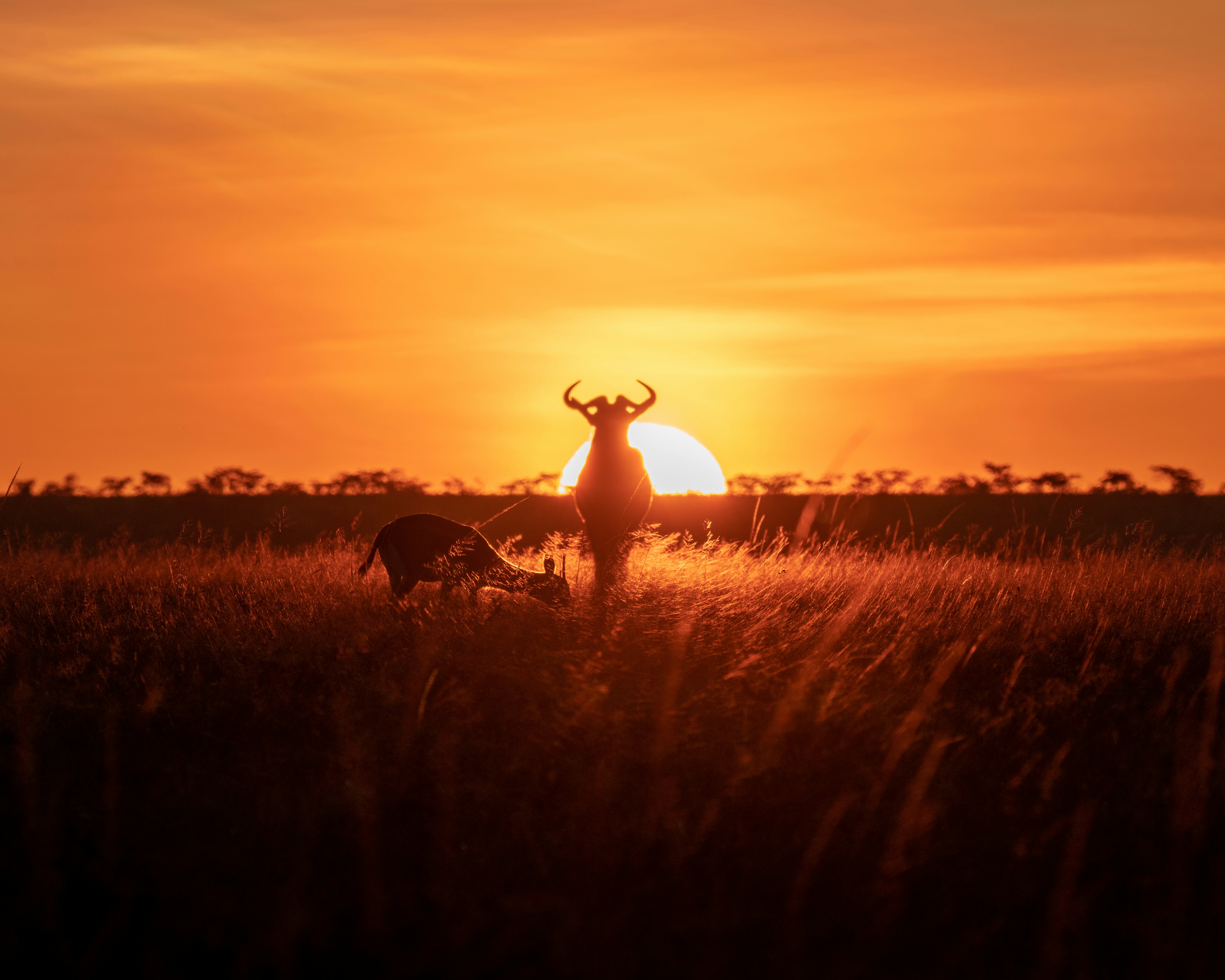 A deer stands gracefully in a field at sunset, capturing the essence of a Kenya family safari holiday